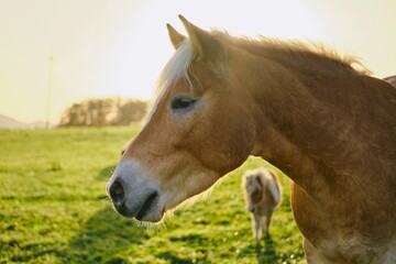 Naklejka na ściany i meble Closeup shot of a beautiful brown white horse on a sunny rural field