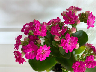 Pink Kalanchoe flowers in a pot. Isolated pink flowering plant on a white background.