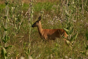 a deer in a grassy area with weeds and flowers around it