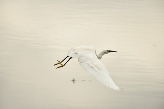 Beautiful little egret is pictured in a majestic flight, its wings spread wide open