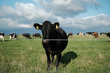 Closeup of a black cow grazing on a ranch under a blue cloudy sky