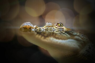 crocodile close up in the zoo in the terrarium.