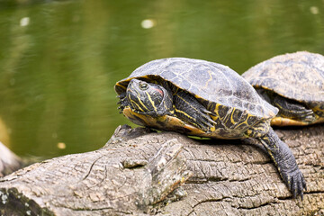 Aquatic turtles sitting together on a partially submerged log with a blurry background - Powered by Adobe