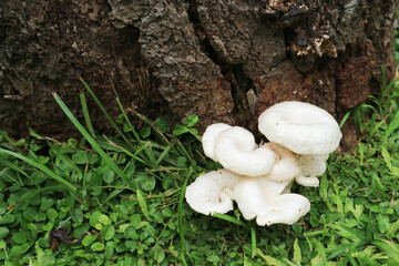 small white mushroom growing in the grass and trunk. Wild cluster mushroom on the natural backyard.