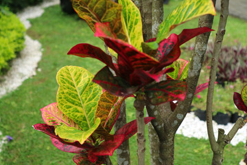 Colorful Croton Leaves Background. Beautiful natural backdrop with croton plant in sunny day at tropical park. © Octopus16