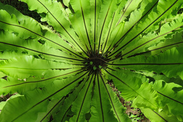 Asplenium nidus L. Bird’s nest fern. ASPLENIACEAE. Single leaves alternate around the stem, like...