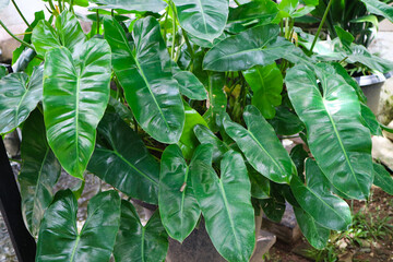 Heart-shaped green leaves texture of Burle Marx philodendron (Philodendron imbe). the tropical...