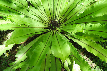 Asplenium nidus L. Bird’s nest fern. ASPLENIACEAE. Single leaves alternate around the stem, like spears, thick, hard, shiny leaves. black midrib Under the leaves are brown spores. Pokok Paku Langsuir.