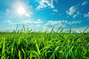 Obraz premium green field with grass against a blue sky with sun
