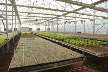 Scenic view of green crops in a greenhouse