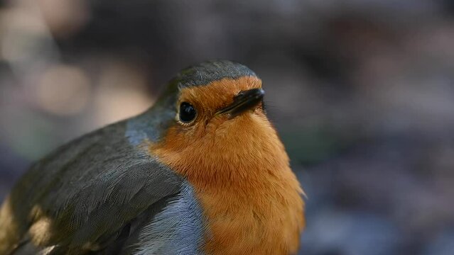 European Robin (Erithacus rubecula) adult singing, in closeup. February, Kent, UK. With sound	