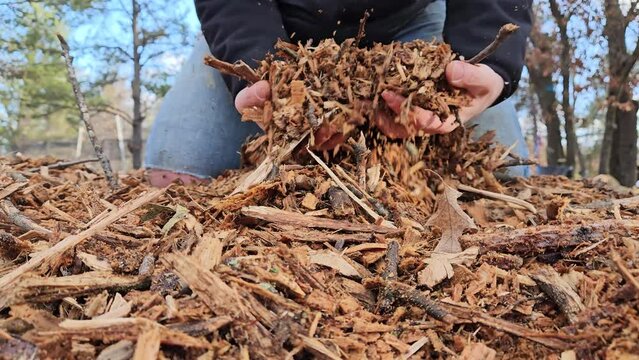 Close up while shuffling and grabbing handful of mulch made from shredded oak lumber ready to be used under trees and shrubs or in garden as bedding.
