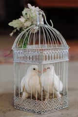 Close-up of a cage with small white doves