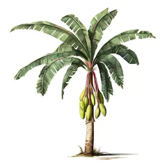 Fotobehang Palm plant tree isolated. Musa acuminata banana © MdRazib