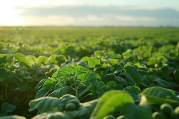 Fototapeta premium Soy field and soy plants in early morning light