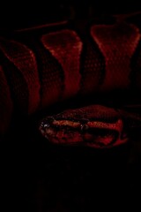 Vertical shot of a creepy huge snake crawling on woods under led lights with a dark background