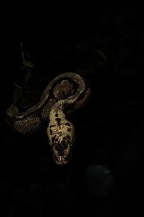 Vertical shot of a creepy huge snake crawling on woods under led lights with a dark background