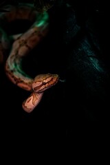 Vertical shot of a creepy huge snake crawling on woods under led lights with a dark background