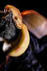 Vertical shot of a creepy huge snake crawling on woods under led lights with a dark background