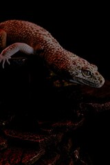 Vertical shot of a creepy gecko crawling on woods under led lights with a dark background