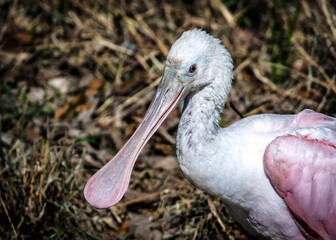 Roseate Spoonbill in the Shadow Creek Ranch Nature Trail in Pearland, Texas