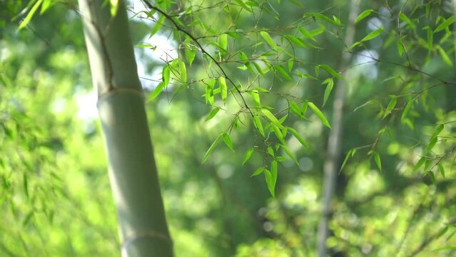 
Beautiful Dense Bamboo Forest with Leaves 