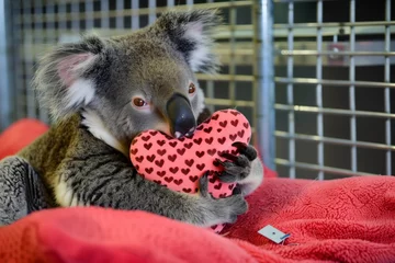 Keuken spatwand met foto koala hugging a heartpatterned plush toy, eyes open © studioworkstock