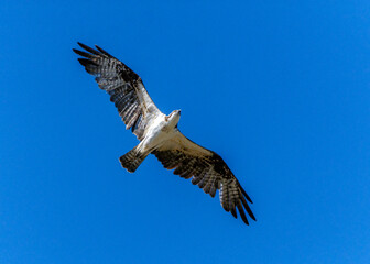 Osprey overhead!