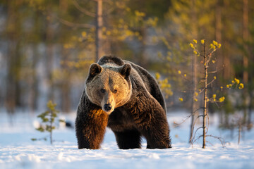 Brown bear on snow early in spring - 768845317