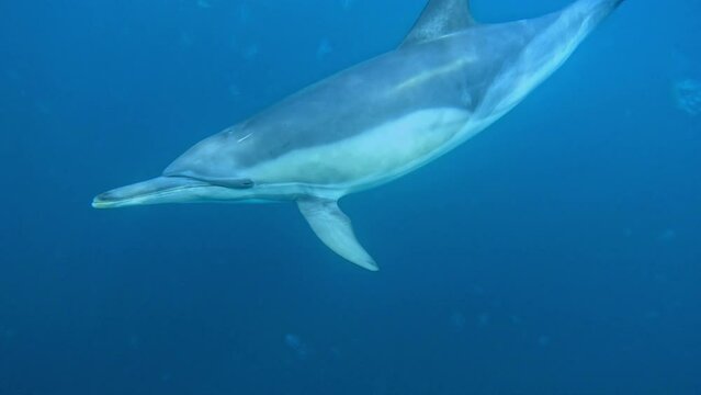 A pod of dolphins advances towards the camera in the blue.