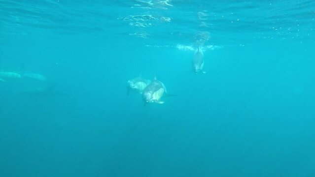 Three dolphins quickly approach the camera, clicking and whistling loudly.