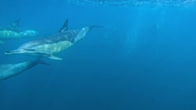 A pod of dolphins advances towards the camera, emitting echolocation clicks and communication whistles.