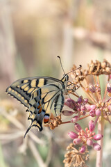 Sitzender Schwalbenschwanz auf bereits zum Teil verblühter Pflanze