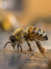 Isolated Single Honey Bee, Apis mellifera, Fanning at Entrance to Hive Macro