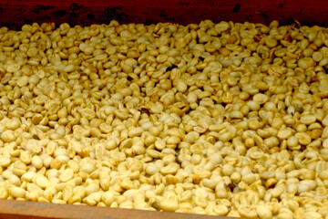 Cleaned coffee beans on a drying tray, close-up. Preparing the coffee harvest for sale. Coffee background. Coffee bean process