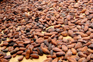 Background of coffee beans on a drying tray. Preparing the coffee harvest, Coffee bean processing. Coffee background  in the color of the year 2025 mocha mousse in tones soft brown, coffee color
