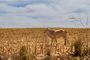 Um boi no pasto comendo capim seco em um dia claro e ensolarado.