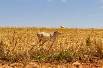 Um boi no pasto comendo capim seco em primeiro plano, e outros animais desfocados ao fundo, em um dia claro de céu azul.