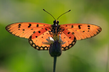 Tawny coster butterfly in a meadow