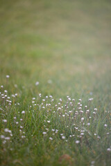 Zarte Blumen auf einem Feld