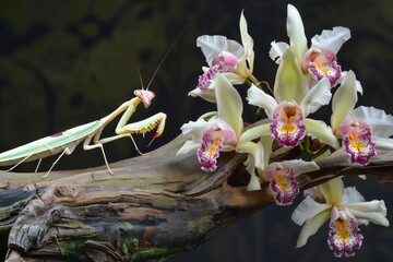 orchid mantis on a fallen tree branch with orchids