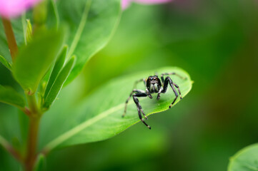 Fototapeta premium macro aranha de quintal
