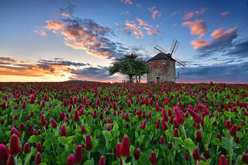 The Kunkovice windmill in the glow of the setting sun in the golden hour with a red clover in the...