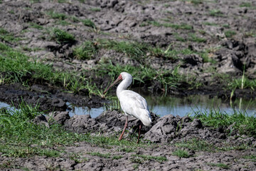 White broad-billed heron on a lake collecting food in natural conditions on a sunny spring day in Kenya