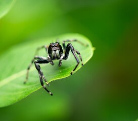 macro aranha de quintal