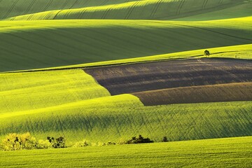 Game of light and shadows in fresh green color in the fields of Moravian Tuscany