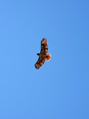Red-tailed hawk flying high in the sky