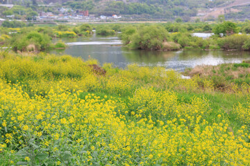 a canola-flowered view of the river