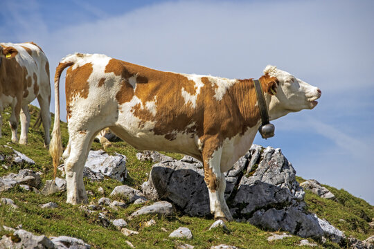 cow in the mountains