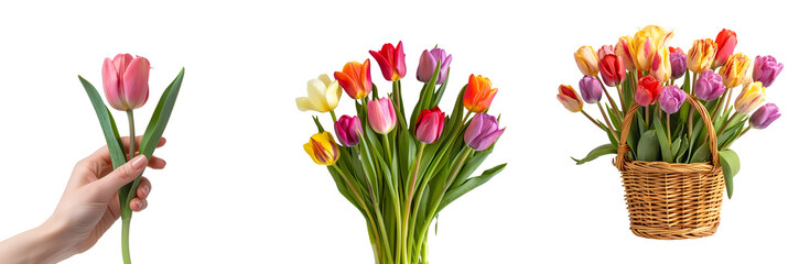 Set of beautiful colorful tulip flowers, woman’s hand holding a tulip, wicker basket filled with a bunch of tulips, Isolated on Transparent Background, PNG